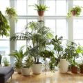 Підбірка кімнатних рослин, які виділяються своїми корисними властивостями
