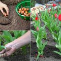 Правила по вирощуванню тюльпанів. Дотримуйтеся їх, і у вас завжди будуть гарні квіти