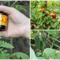 Як за допомогою йоду врятувати помідори від фітофтори, а огірки – від борошнистої роси