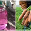 Кілька порад для городників, що допоможуть зібрати гарний врожай моркви