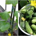 П’ять дієвих порад, як підвищити плодоношення огірків, та щоб були хрусткими та смачними