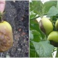 Чому чорніють зелені помідори, та як цього уникнути. Поради для городників