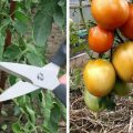 Догляд за помідорами в липні. Що слід зробити, щоб отримати гарний врожай