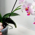 Як за допомогою звичайного рису, змусити орхідею знову квітнути