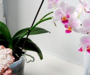 Як за допомогою звичайного рису, змусити орхідею знову квітнути