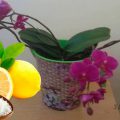 Чим удобрювати орхідею в домашніх умовах, щоб вона пустила декілька квітконосів одразу