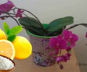 Чим удобрювати орхідею в домашніх умовах, щоб вона пустила декілька квітконосів одразу