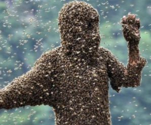 Українські бджоли на Херсонщині вбили трьох окупантів та “вивели з ладу” ще 25