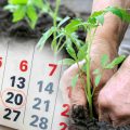 Посадковий календар на червень 2025 року. Сприятливі та не сприятливі дні