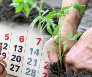 Посадковий календар на червень 2025 року. Сприятливі та не сприятливі дні
