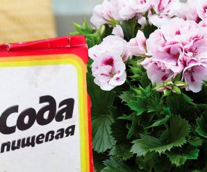 Як за допомогою звичайної соди заставити кімнатні квіти знову пишно квітнути