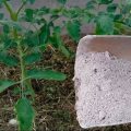 Підживлення овочів попелом. Як правильно та коли його вносити