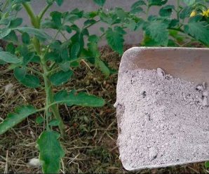 Підживлення овочів попелом. Як правильно та коли його вносити