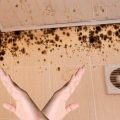 5 швидких та дієвих способів надовго позбутися від плісняви в домі