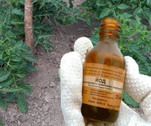 Що потрібно зробити вже зараз, щоб захистити томати від фітофтори