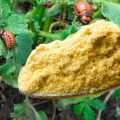 Чим посипати картопляні кущі, щоб не було колорадського жука
