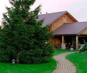7 дерев, які не можна садити біля дому: прикмети, небезпеки та практичні причини