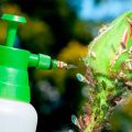 Захист троянд від попелиці: прості й ефективні методи