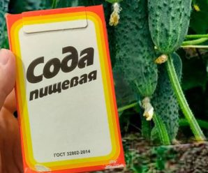 Навіщо поливати огірки содою, та як правильно приготовити цей розчин