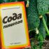 Навіщо поливати огірки содою, та як правильно приготовити цей розчин