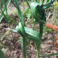 Чому зав’язують часник вузлом і коли це робити