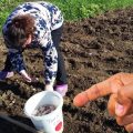 7 культур, які ще не пізно посадити у липні на городі, щоб зібрати другий урожай
