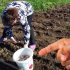 7 культур, які ще не пізно посадити у липні на городі, щоб зібрати другий урожай