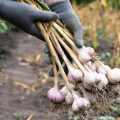 Після збору часнику — як підготувати грядку до нової культури