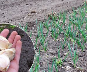 Після яких рослин не можна садити озимий часник, щоб не залишитись без врожаю