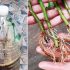Прискорюємо коренеутворення у рослин: простий і ефективний метод, який завжди працює