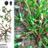 Портулак (Portulaca oleracea): суперфуд із городу — користь, застосування і де росте