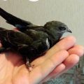 Що значить, коли пташка залетіла в будинок, та що вона хоче цим розповісти господарю