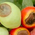Як врятувати помідори від фітофтори. Агрономи дали пораду