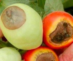 Як врятувати помідори від фітофтори. Агрономи дали пораду