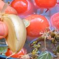 Квашені помідори з часником. 2 рецепти, які усі так шукають