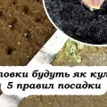 Дотримуйтеся цих п’яти правил під час посадки часнику під зиму, щоб був гарний врожай