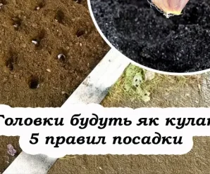 Дотримуйтеся цих п’яти правил під час посадки часнику під зиму, щоб був гарний врожай