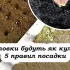 Дотримуйтеся цих п’яти правил під час посадки часнику під зиму, щоб був гарний врожай