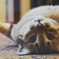 Як домашні коти впливають на наше здоров’я