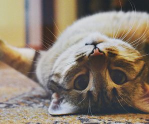 Як домашні коти впливають на наше здоров’я