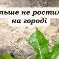 Як вивести хрін з городу. Досвідчені городники дали пораду
