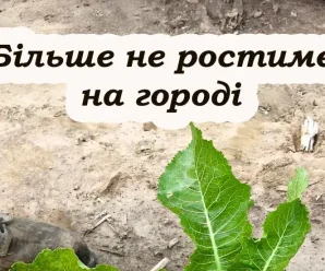 Як вивести хрін з городу. Досвідчені городники дали пораду