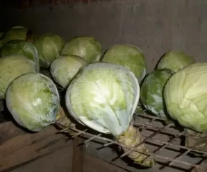 Якщо зберігати капусту, то тільки так. Буде лежати до весни та не буде гнити