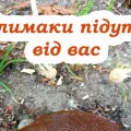 Як позбутися слимаків восени. У наступному році не будуть лізти у ваш город