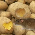 Ефективні методи боротьби з мишами в льосі. Не дайте їм з’їсти ваш урожай