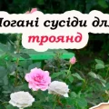 8 рослин, які не можна садити біля троянд, бо будуть погано рости та квітнути