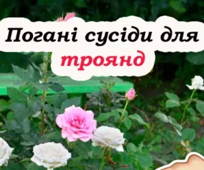8 рослин, які не можна садити біля троянд, бо будуть погано рости та квітнути