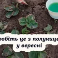 Як підготувати полуницю до зими: обрізка, підживлення та полив
