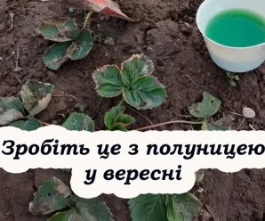 Як підготувати полуницю до зими: обрізка, підживлення та полив
