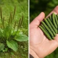 30 неймовірних переваг широколистого подорожника (Plantago Major)